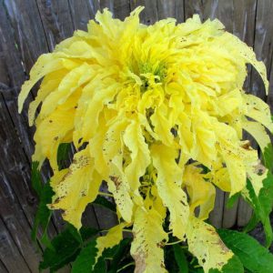 Amarante jaune (/100g) (Non disponible actuellement)