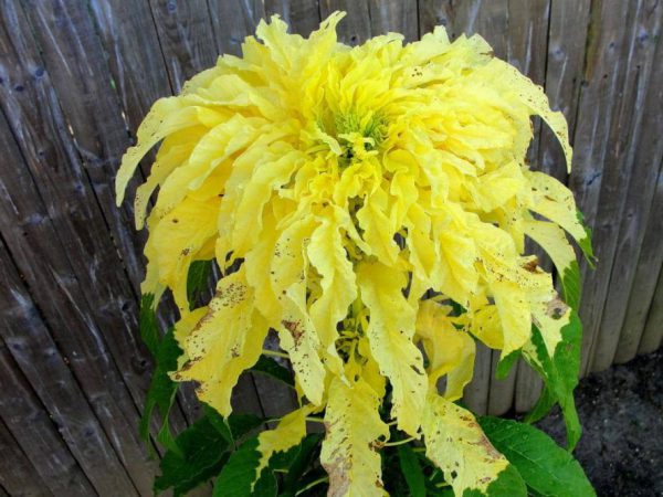 Amarante jaune (/100g) (Non disponible actuellement)