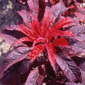Amarante rouge (/100g) (non disponible actuellement)