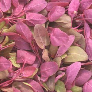 Arroche rouge et verte (/kg) (Non disponible actuellement)