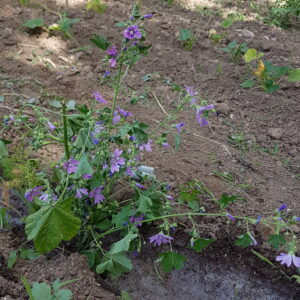 Mauve (le bouquet de 15 fleurs minimum) (Non disponible actuellement)