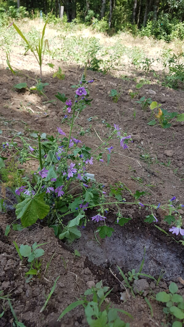 Mauve (le bouquet de 15 fleurs minimum) (Non disponible actuellement)