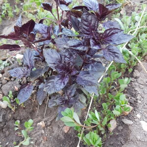 Basilic pourpre (le bouquet) (Non disponible actuellement)