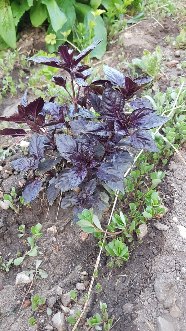 Basilic pourpre (le bouquet) (Non disponible actuellement)