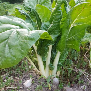 Blette mix (blanche, jaune, rouge) (/kg) (Non disponible actuellement)