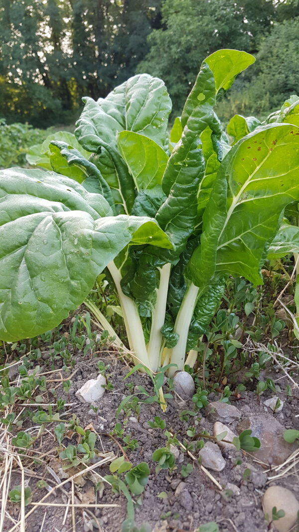 Blette mix (blanche, jaune, rouge) (/kg) (Non disponible actuellement)