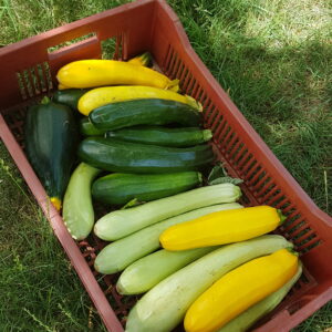 Courgettes mix (jaunes, vertes)  (/kg) (non disponible actuellement)