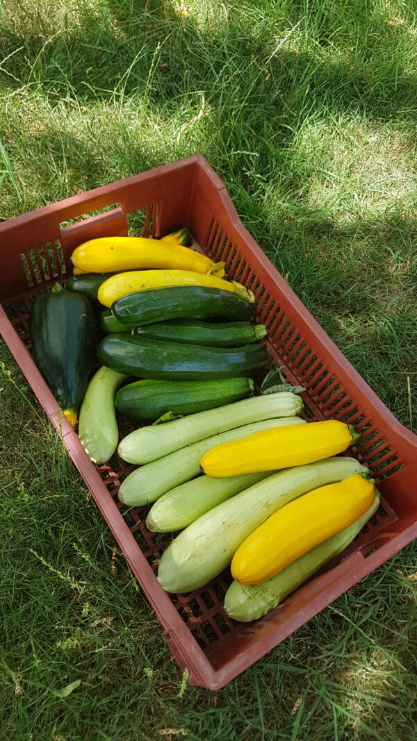 Courgettes mix (jaunes, vertes)  (/kg) (non disponible actuellement)
