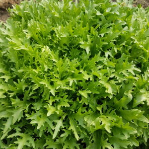 Frisée (l'unité) (Non disponible actuellement)