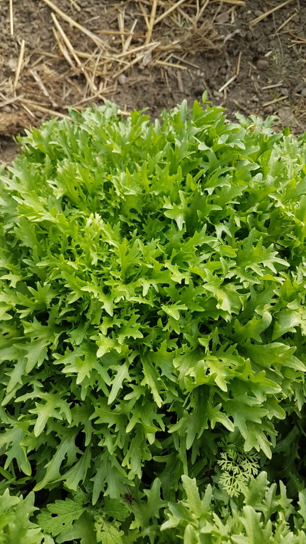 Frisée (l'unité) (Non disponible actuellement)
