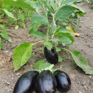 Aubergine (/kg) (non disponible actuellement)