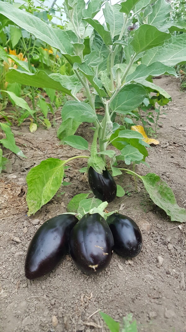 Aubergine (/kg) (non disponible actuellement)