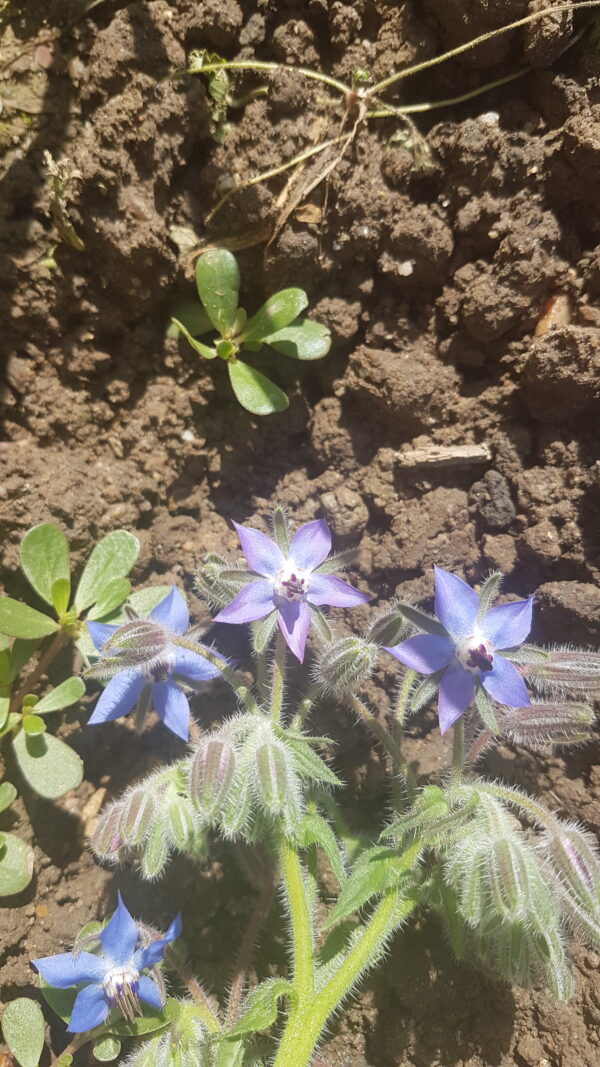Bourrache (le bouquet de 15 fleurs minimum) – Image 3