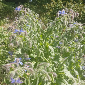 Bourrache (le bouquet de 15 fleurs minimum)