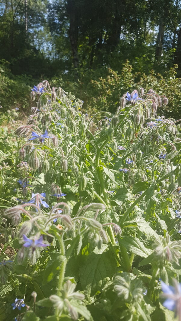 Bourrache (le bouquet de 15 fleurs minimum)