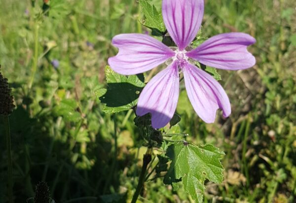 Mauve (le bouquet de 15 fleurs minimum) (Non disponible actuellement) – Image 2