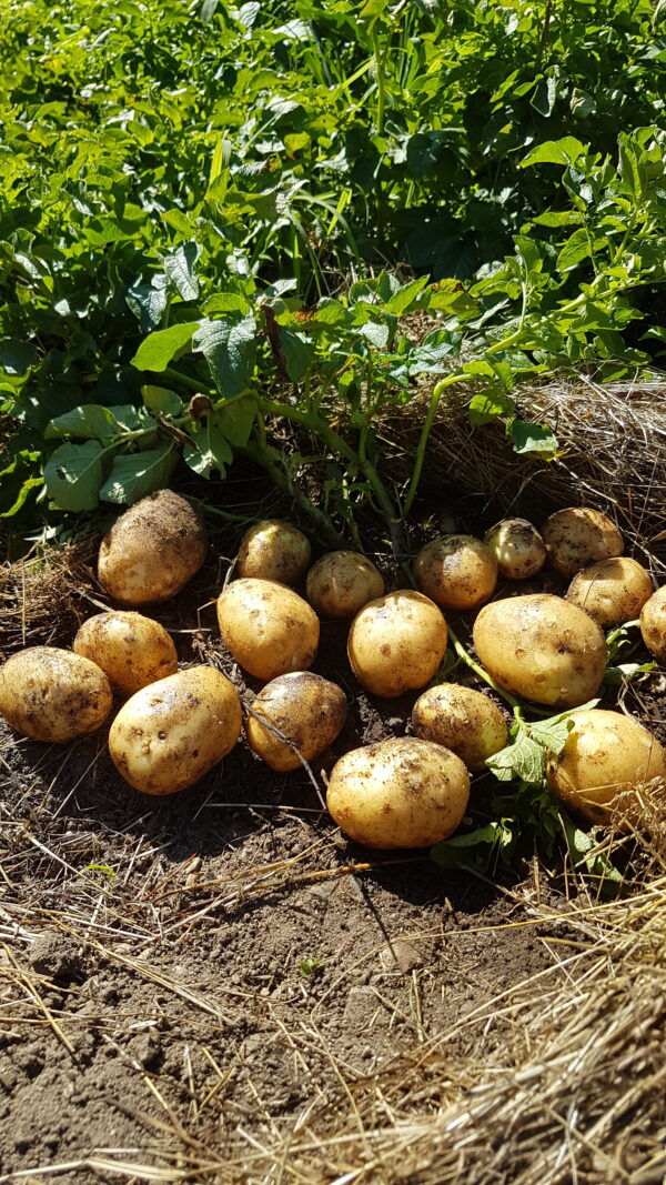 Pomme de terre nouvelle (/kg) (non disponible actuellement) – Image 2