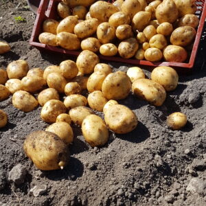 Pomme de terre nouvelle (/kg) (non disponible actuellement)