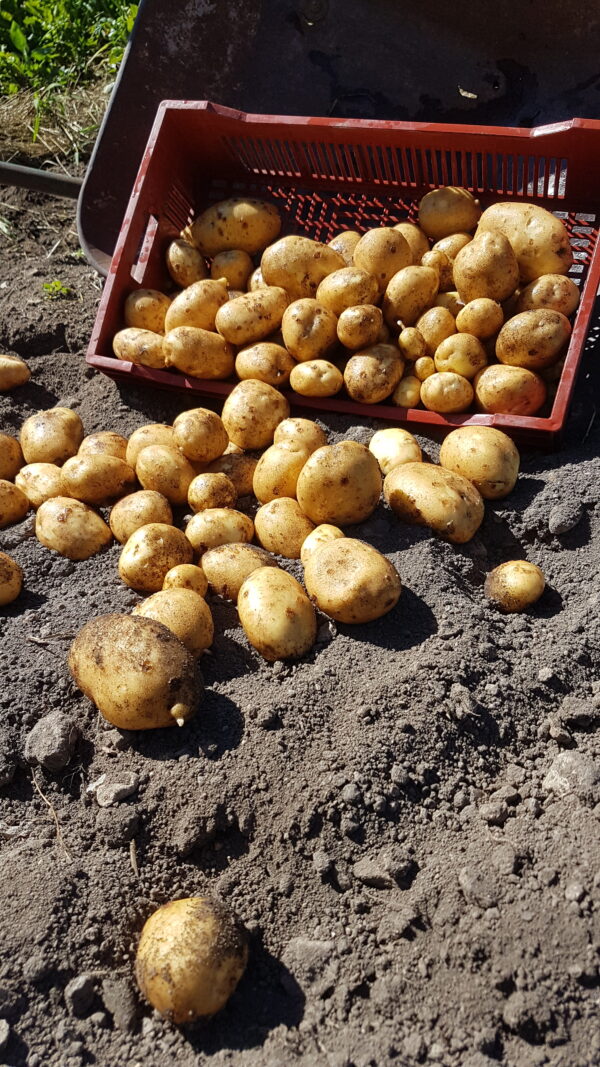 Pomme de terre nouvelle (/kg) (non disponible actuellement)