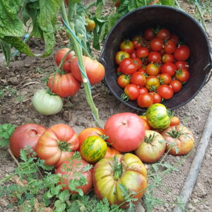 Tomates anciennes mix (/kg)